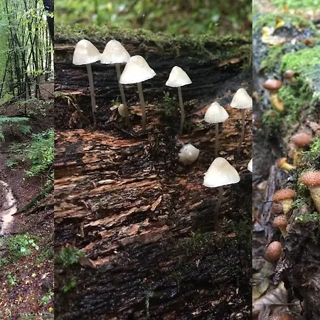 Cinke Cottage, Nest In Nature Apartment