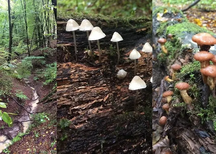 Cinke Cottage, Nest In Nature Apartment