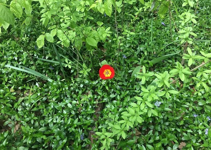 Cinke Cottage, Nest In Nature * Kismaros
